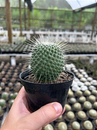 Mammillaria pico Pt11