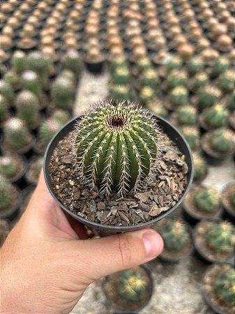 Uebelmannia pectinifera Pt11