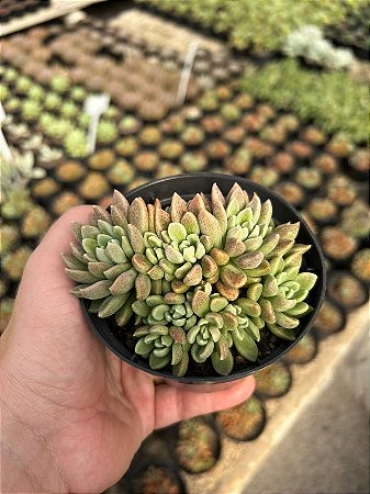 Sinocrassula densirosulata Pt11
