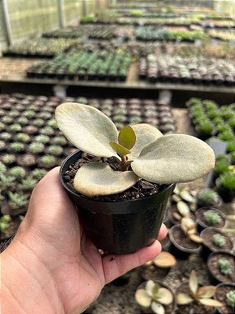 Colher de Cobre - Kalanchoe orgyalis Pt11