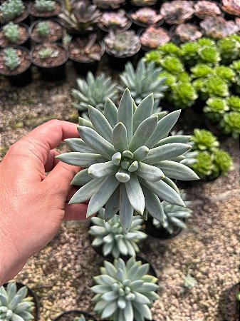 Pachyphytum hookeri Pt11