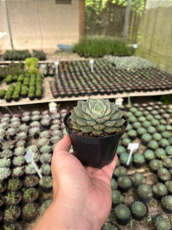 Echeveria swallow Pt11