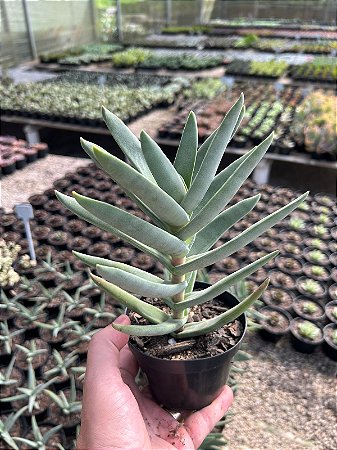 Crassula falcata (folha fina) Pt11