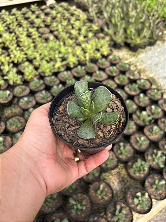 Pata de Tartaruga - Adromischus cooperi Pt11