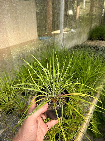 Agave palito - Agave geminiflora Pt11