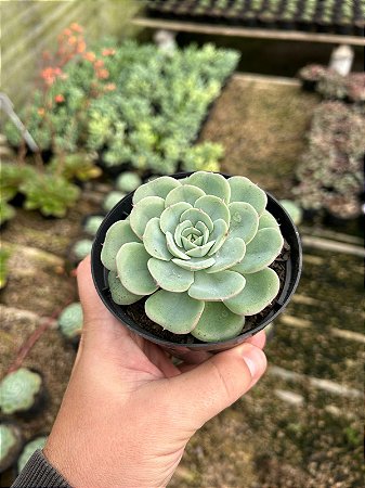 Echeveria atlantis Pt11