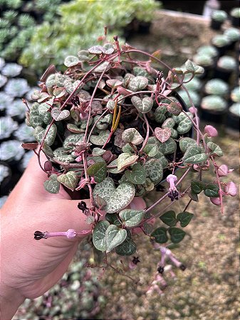 Corações Emaranhados - Ceropegia woodii Pt11