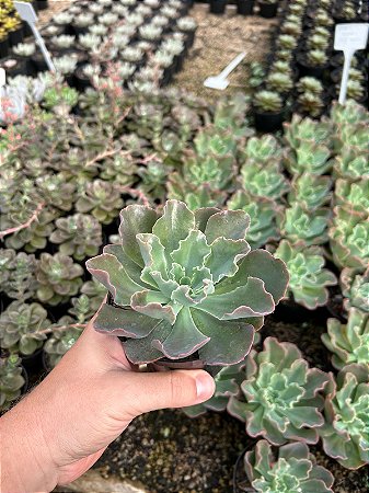 Echeveria blue waves Pt11