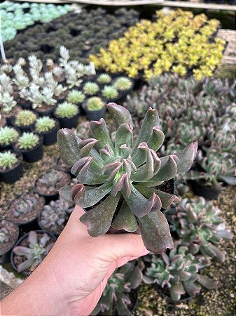 Echeveria Dark Vader Pt11