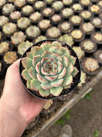 Echeveria hercules Pt11
