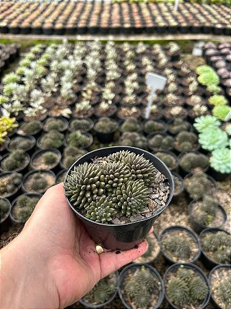 Ouriço - Sinocrassula yunnanensis Pt11
