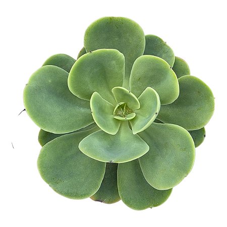 Echeveria Peach Pride Pote 11 Cm