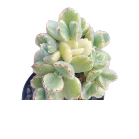 Suculenta Patinha de urso Variegata White pote 6(pequena)