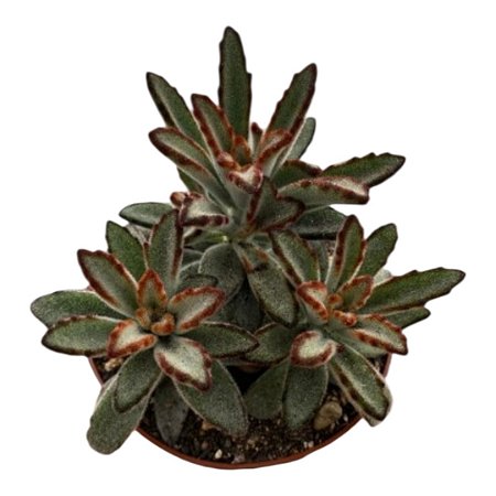 Suculenta Kalanchoe Tomentosa Minor( vaso 7 cm)