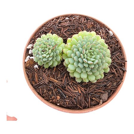 Suculenta Echeveria Vicent Catto (pote 11 cm)