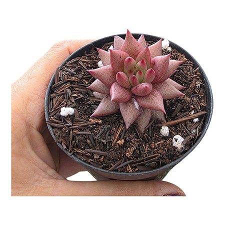 Planta Suculenta Agavoide Celestia pote 9 cm(pequeno)