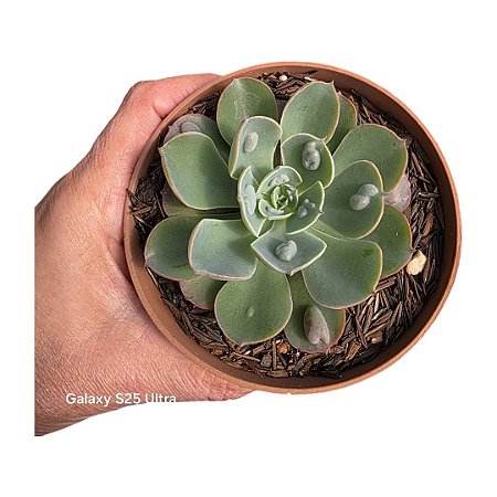 SUCULENTA ECHEVERIA RAINDROPS POTE 11