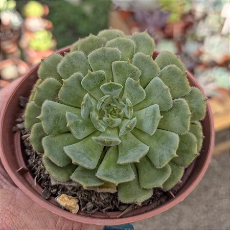 Planta Suculenta Echeveria Dark Rubra x Blue Bird (pote 09)
