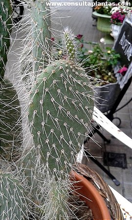 Opuntia polyacantha