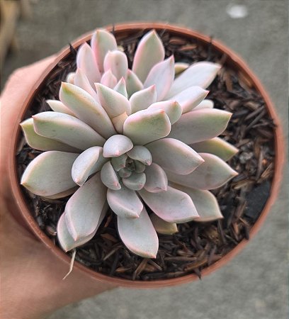 Planta Suculenta Echeveria Scarlet Variegata Vaso 11 Cm