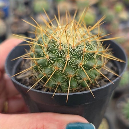 Cacto Mammillaria Hibrido SSP
