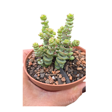 Planta Suculenta Crassula rupestris subsp. marnieriana (vaso9)
