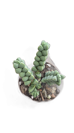 Suculenta - Delosperma Lehmannii Coração Partido pote 7