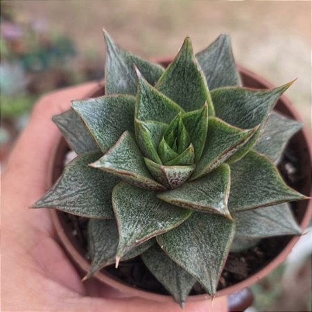 Planta Suculenta Echeveria Purpusorum White pote9 cm