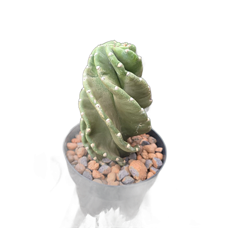 Cacto Parafuso (aproximadamente 20 cm) Enraizado