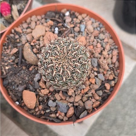 Cacto Rebutia Fulviseta (Raridades)