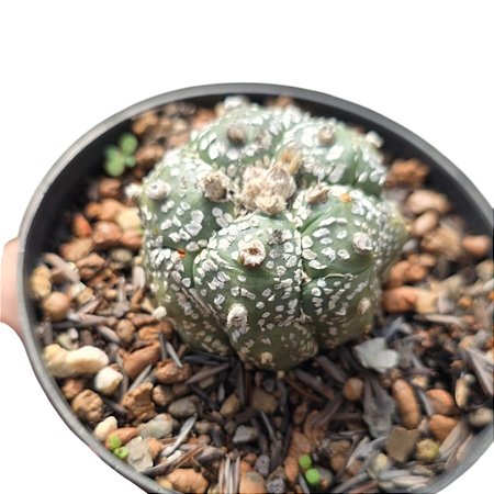 Cacto Astrophytum Asterias Super Kabuto pt 11