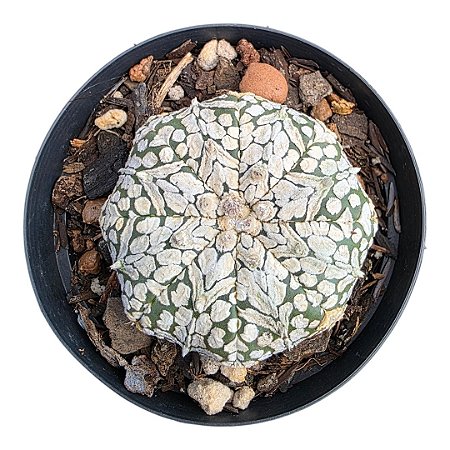 CACTO ASTROPHYTUM SUPER KABUTO pt9