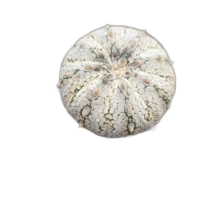 CACTO ASTROPHYTUM SUPER KABUTO SNOW