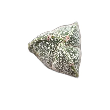 Cacto Astrophytum Myriostigma 3 k - Rarissimo