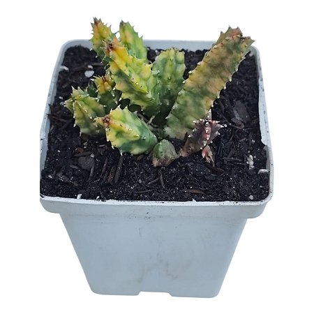 PLANTA HUERNIA ZEBRINA VARIEGATA POTE 9