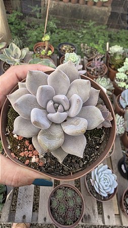 Planta Suculenta Echeveria Berveley