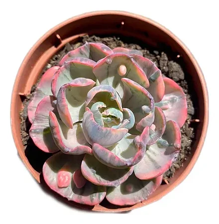 Suculenta Echeveria Beyoncé Rara De Coleção Pote 11