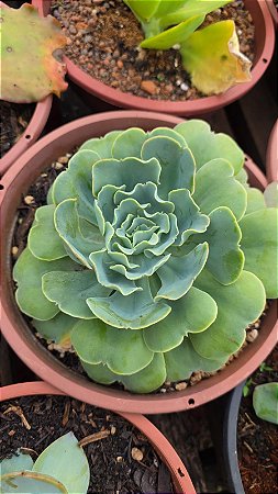 Planta Suculenta Echeveria 'Love's Light'