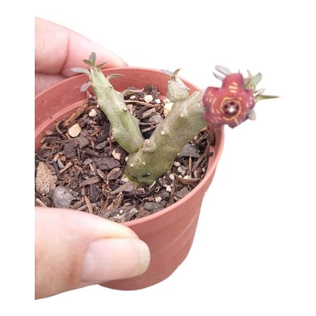 Suculenta Rara Frerea Indica X Caralluma