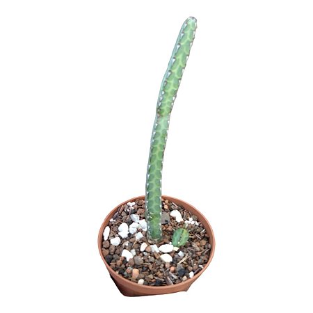 Suculenta Euphorbia Heterochroma