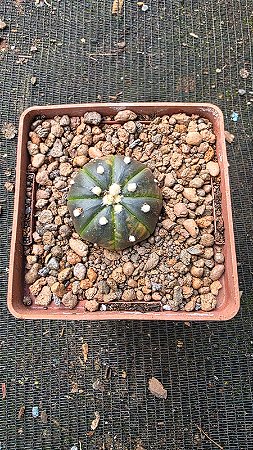 Cacto Astrophytum Asterias variegata pote 9 (pequeno)