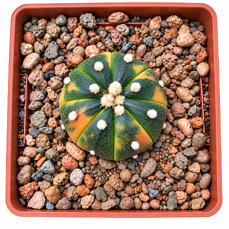 Cacto Astrophytum Asterias Variegata – Raro e Colecionável
