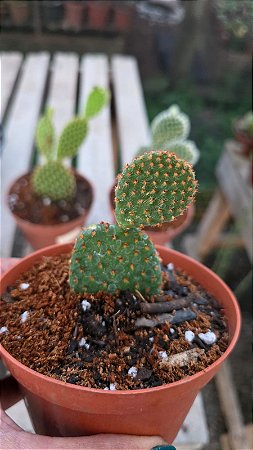 Cacto Mickey  (Opuntia microdasys) Kit com 3 Cores