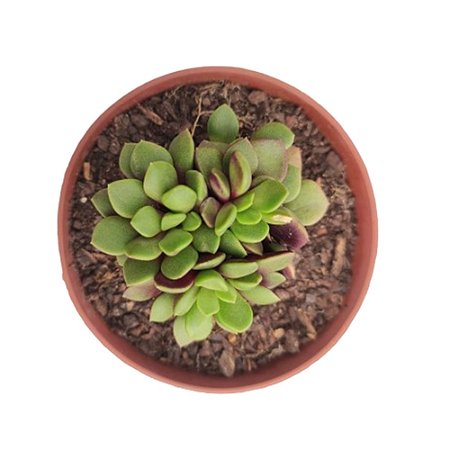 Planta Suculenta Anacampseros Rufflens
