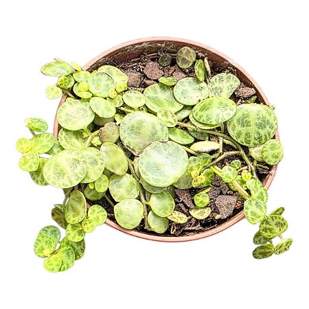 Planta Suculenta Pendente Colar De Tartaruga