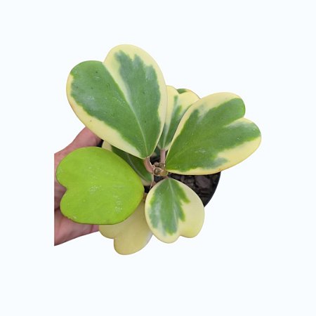 Suculenta Hoya Kerrii Variegata pote 11 - 3 ou mais corações