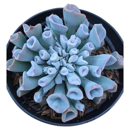 Planta Suculenta Echeveria Trumpet Ice/pig Noose - Rara