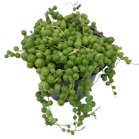 Suculenta Senecio Rowleyanus ou Colar de pérolas pote 11