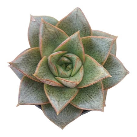 Suculenta Echeveria Dionysius pt09