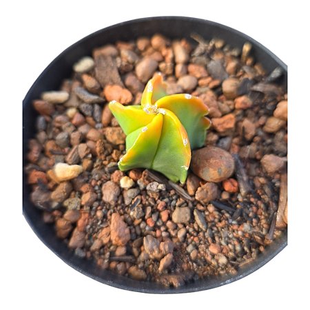 Cacto Astrophytum Myriostigma cv. Koh-yo